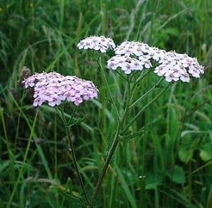 Achillée millefeuille