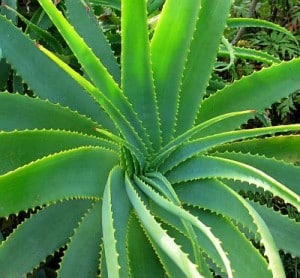 Aloe vera