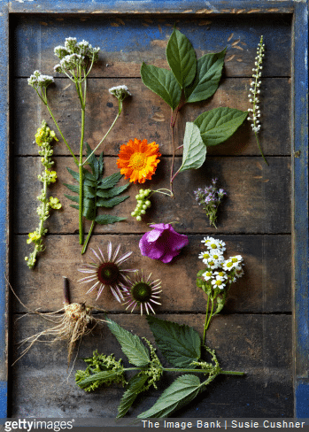 Quelles plantes médicinales avoir dans son jardin ?